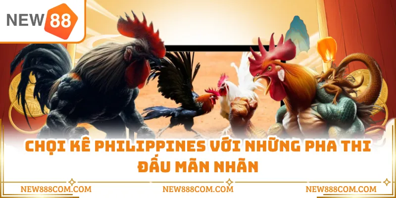 Chọi kê Philippines với những pha thi đấu mãn nhãn